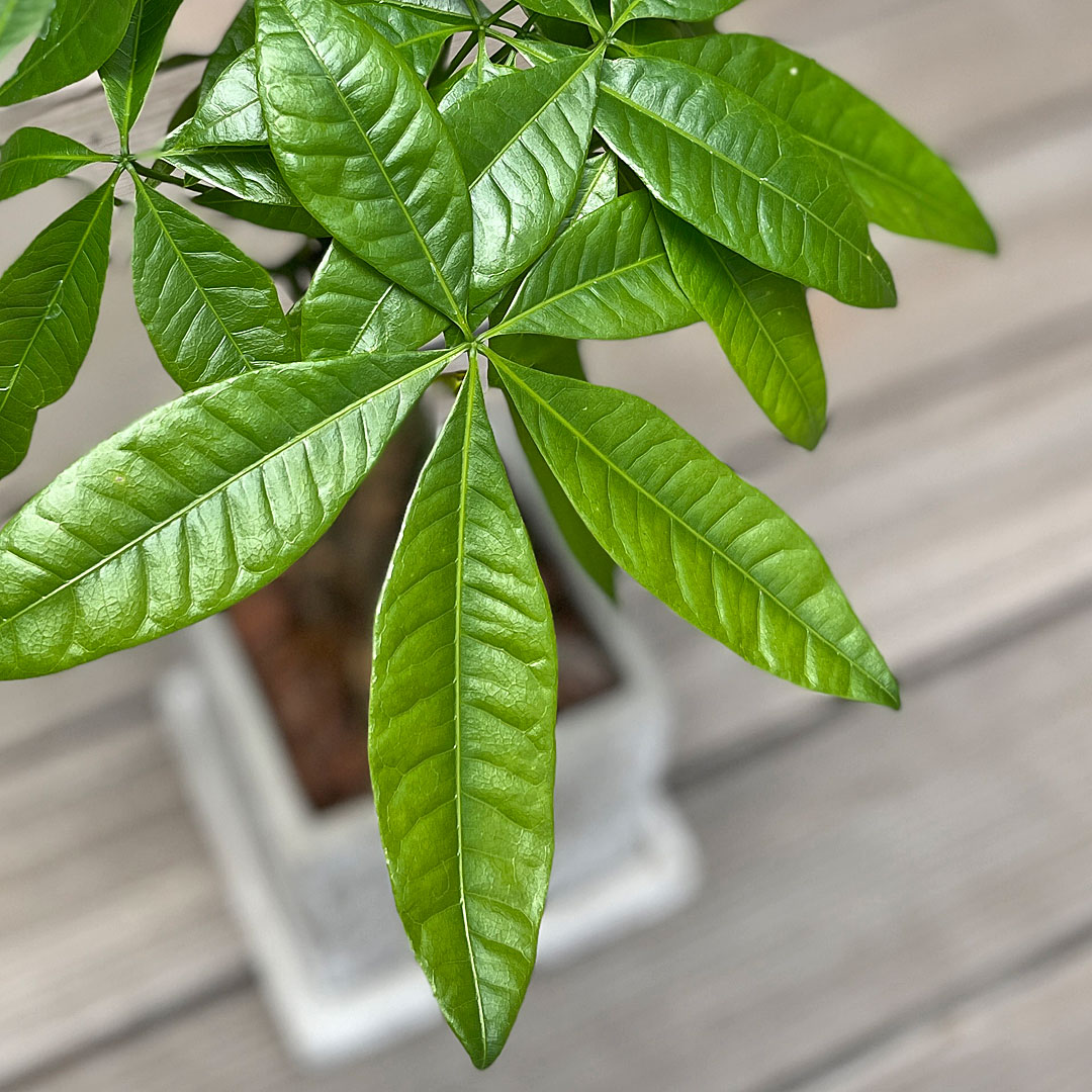 観葉植物パキラ セメント鉢 葉の拡大