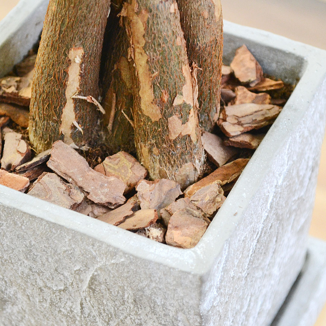 観葉植物パキラ セメント鉢 土の表面の拡大