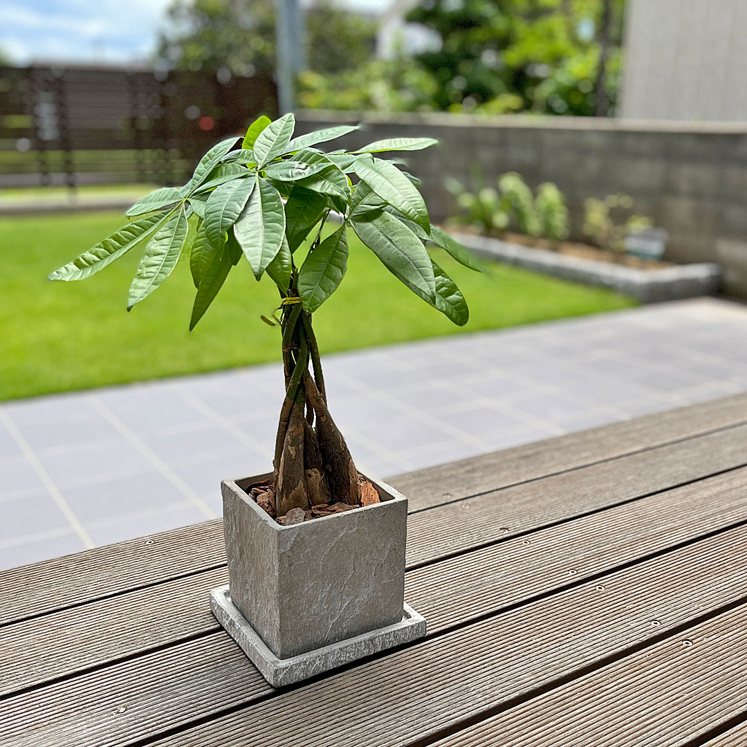 観葉植物パキラ セメント鉢 イメージ1