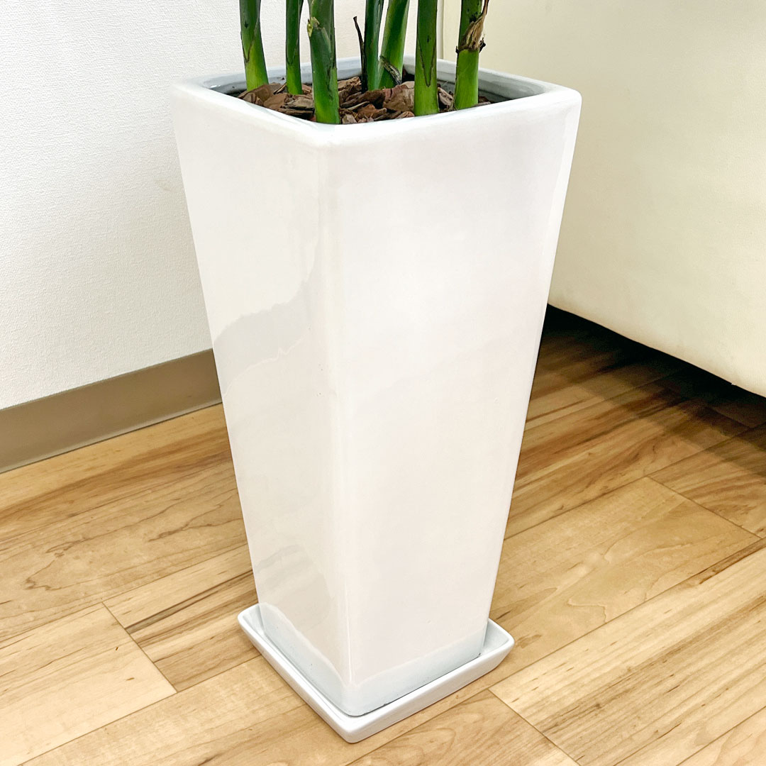 観葉植物の販売・ギフトならフラワーコーポレーション / 観葉植物 メキシコケンチャヤシ 7号 陶器鉢植え ロングスクエア ホワイト ブラック おしゃれ  お祝い 大型 室内 送料無料