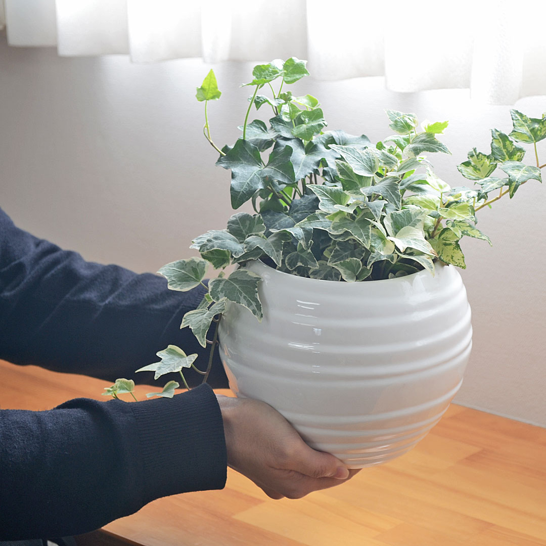観葉植物 アイビー 3種寄せ植え ボール形陶器鉢植え イメージ2
