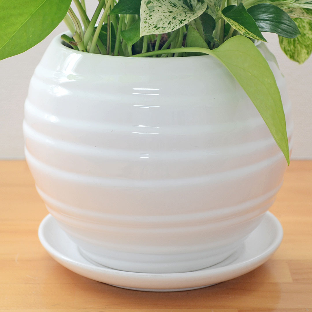 観葉植物 ポトス 3種寄せ植え ボール形陶器鉢植え 陶器鉢の拡大