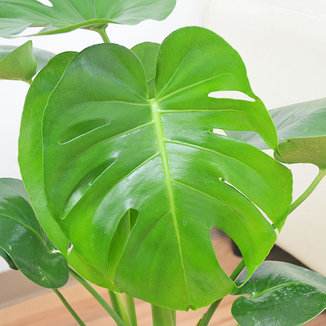 観葉植物 モンステラ プラ鉢カバー付き 6号 葉の拡大