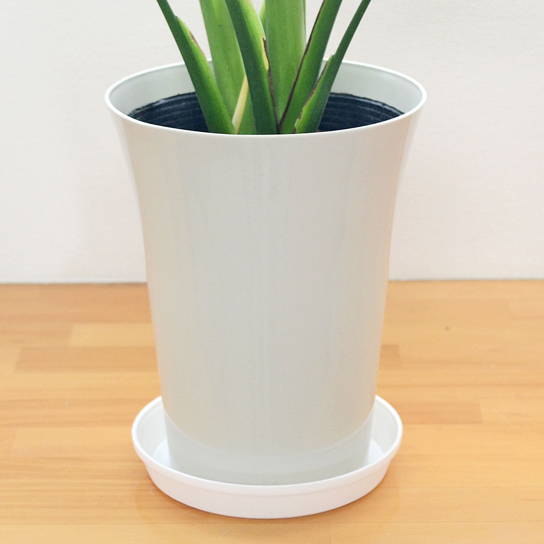観葉植物 モンステラ プラ鉢カバー付き 6号 鉢カバーの拡大