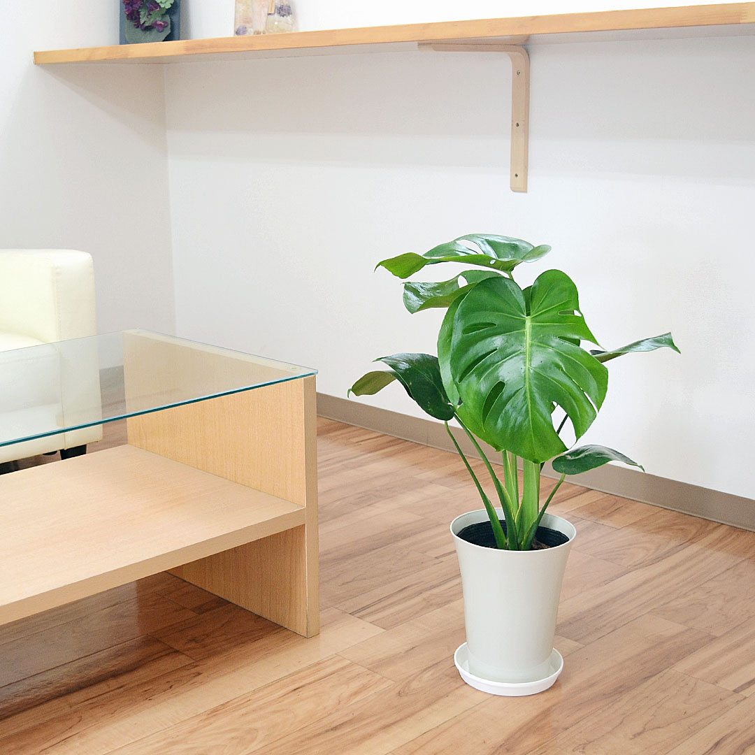 観葉植物 モンステラ プラ鉢カバー付き 6号 イメージ2