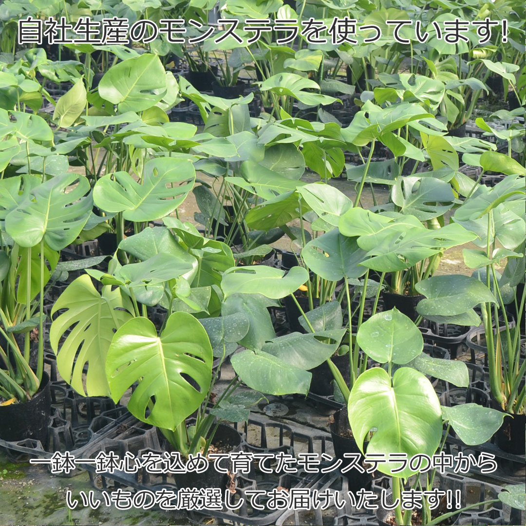 観葉植物 モンステラ プラ鉢カバー付き 6号 自社生産