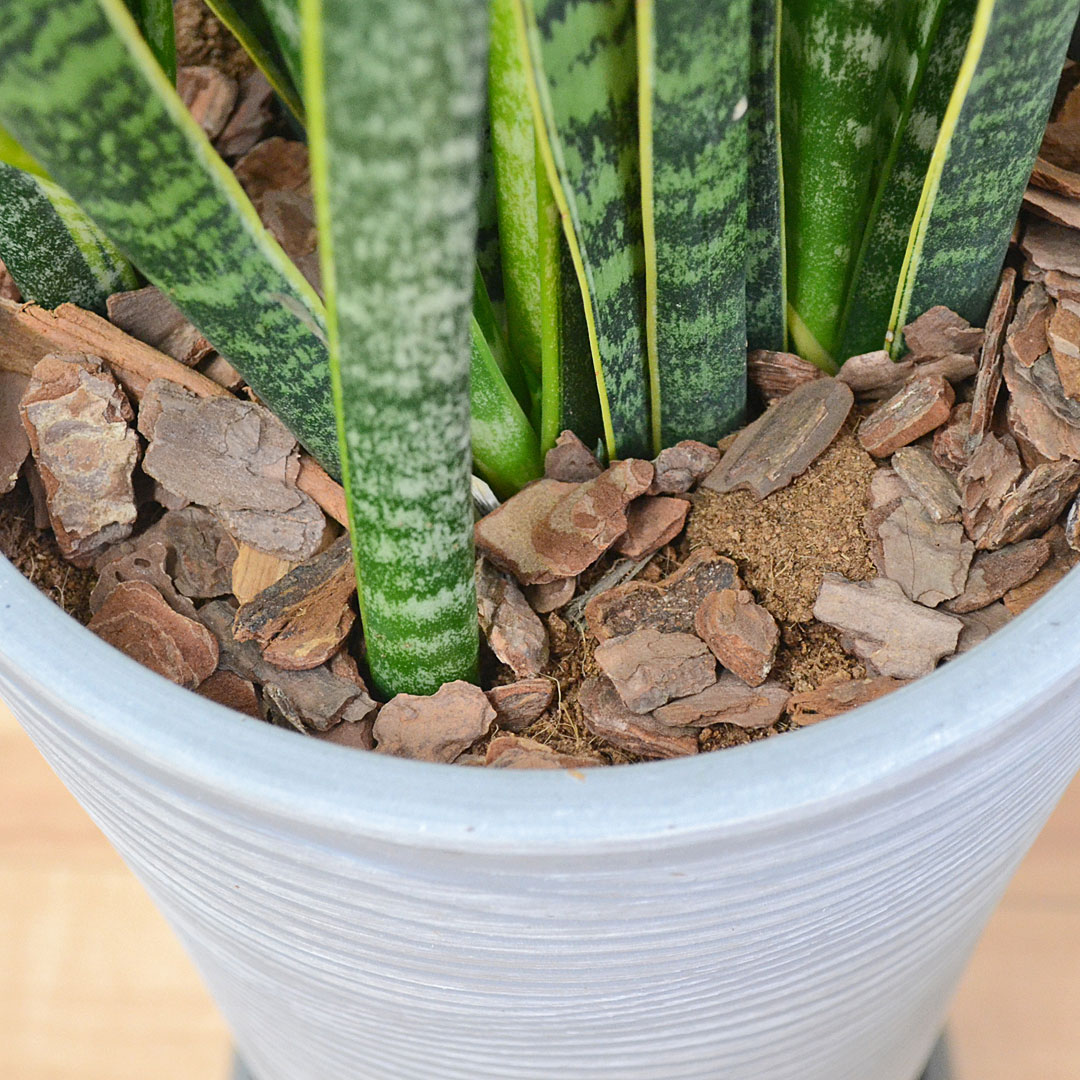 観葉植物の販売・ギフトならフラワーコーポレーション / 観葉植物