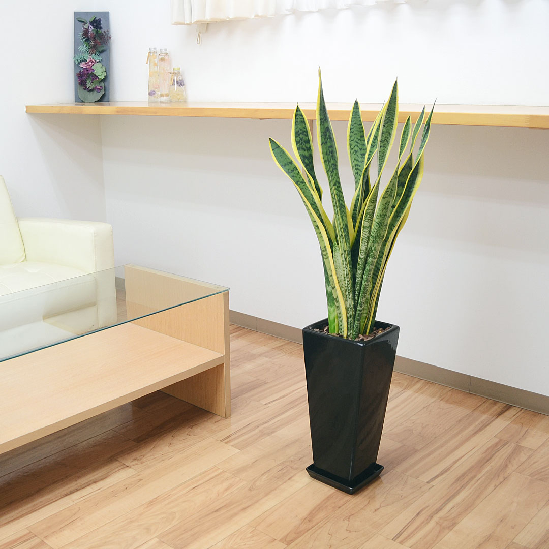 観葉植物 サンスベリア ロングスクエア鉢植え 7号 100cm イメージブラック