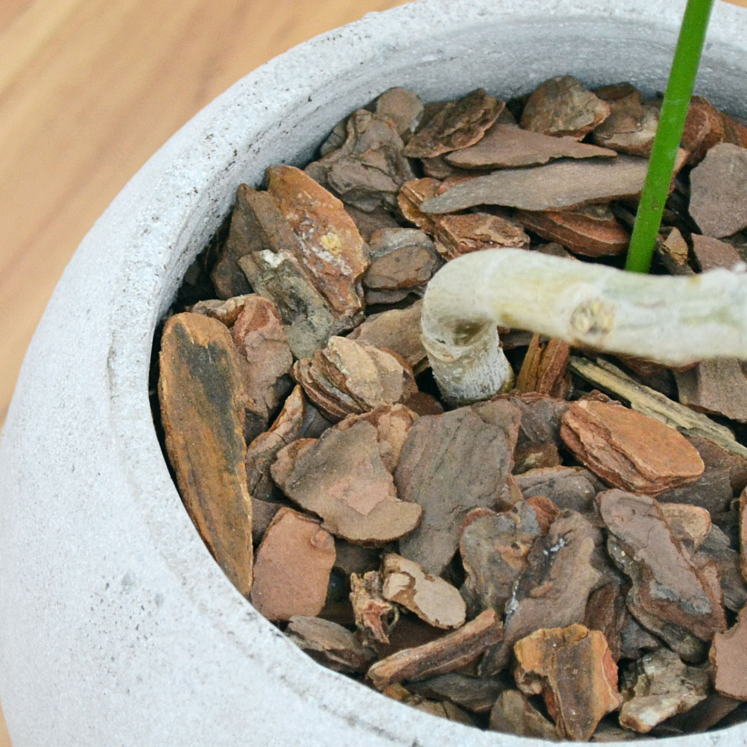 観葉植物 フィカス・アルテシーマ セメント鉢 土の表面の拡大