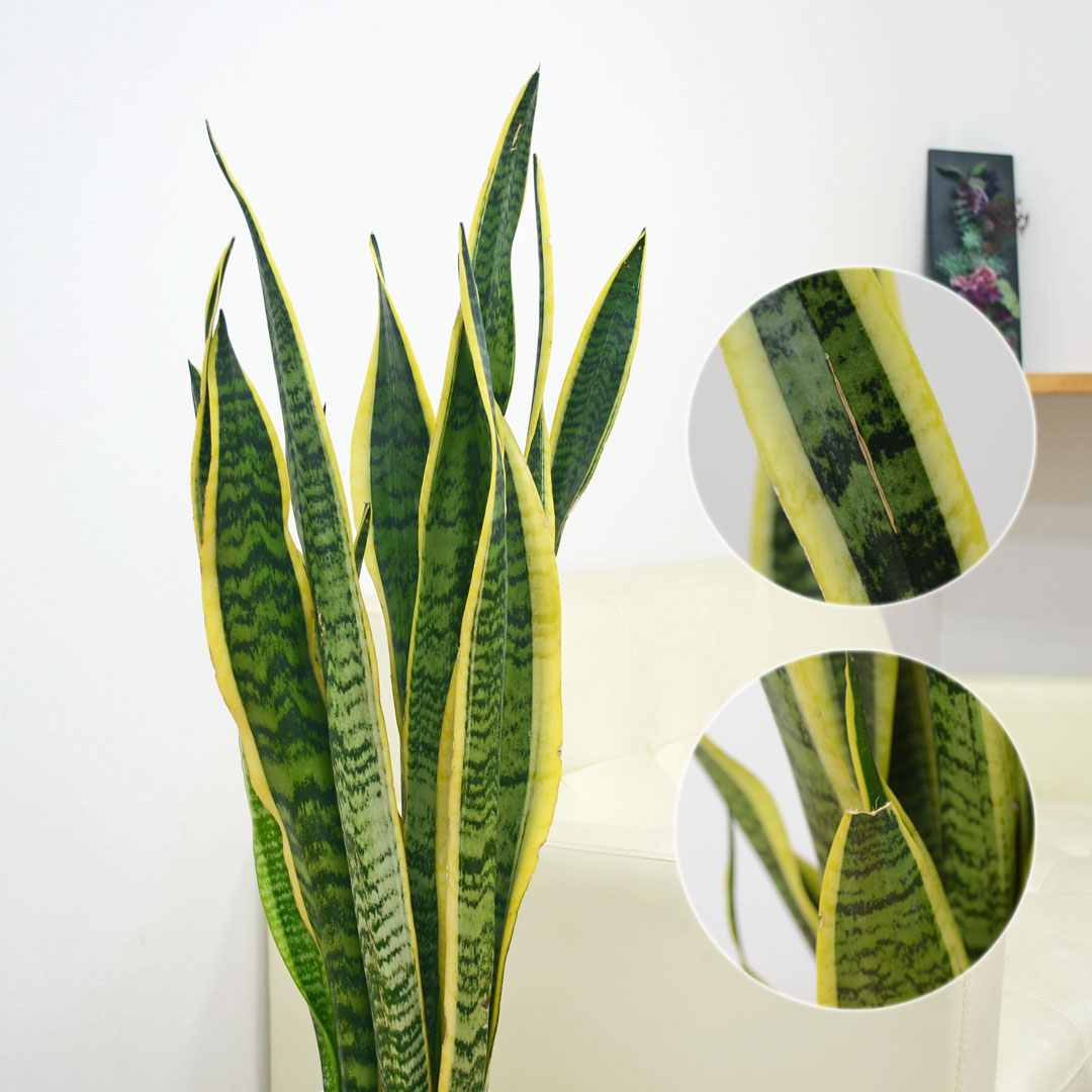 観葉植物 サンスベリア カラースクエアポット 8号 葉の拡大