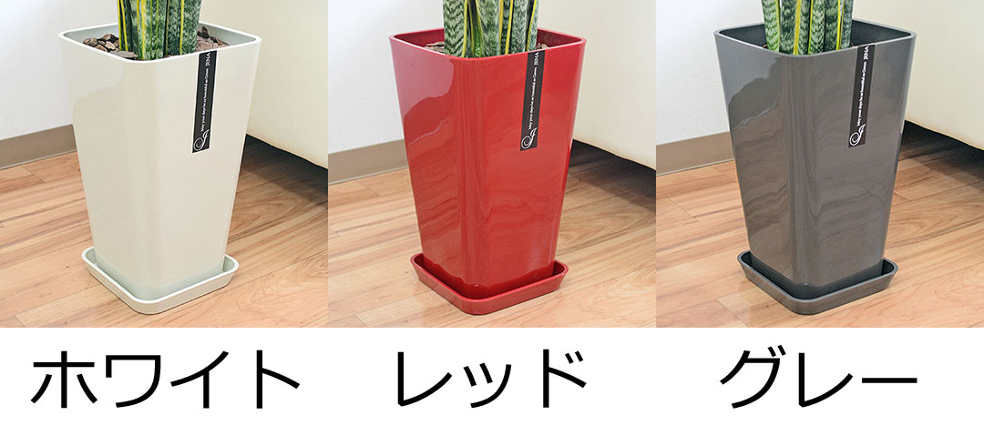 観葉植物 サンスベリア カラースクエアポット 8号 鉢の拡大