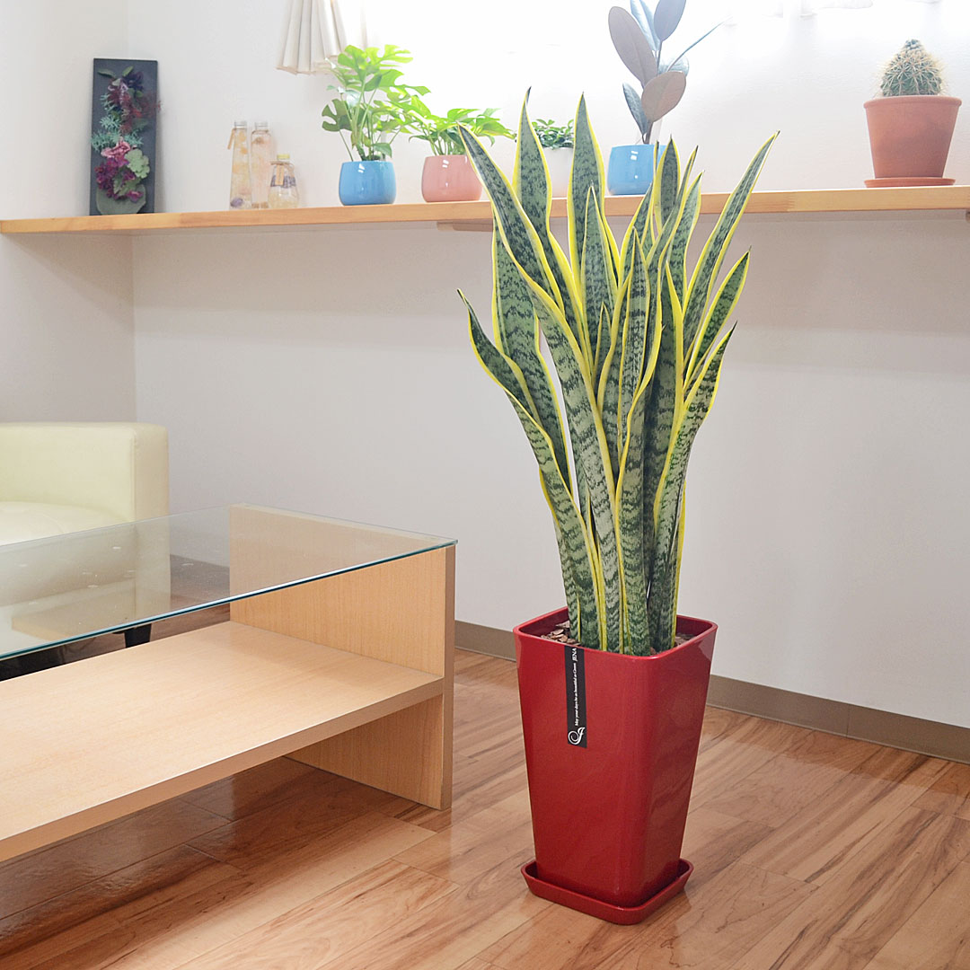 観葉植物 サンスベリア カラースクエアポット 8号 イメージ2