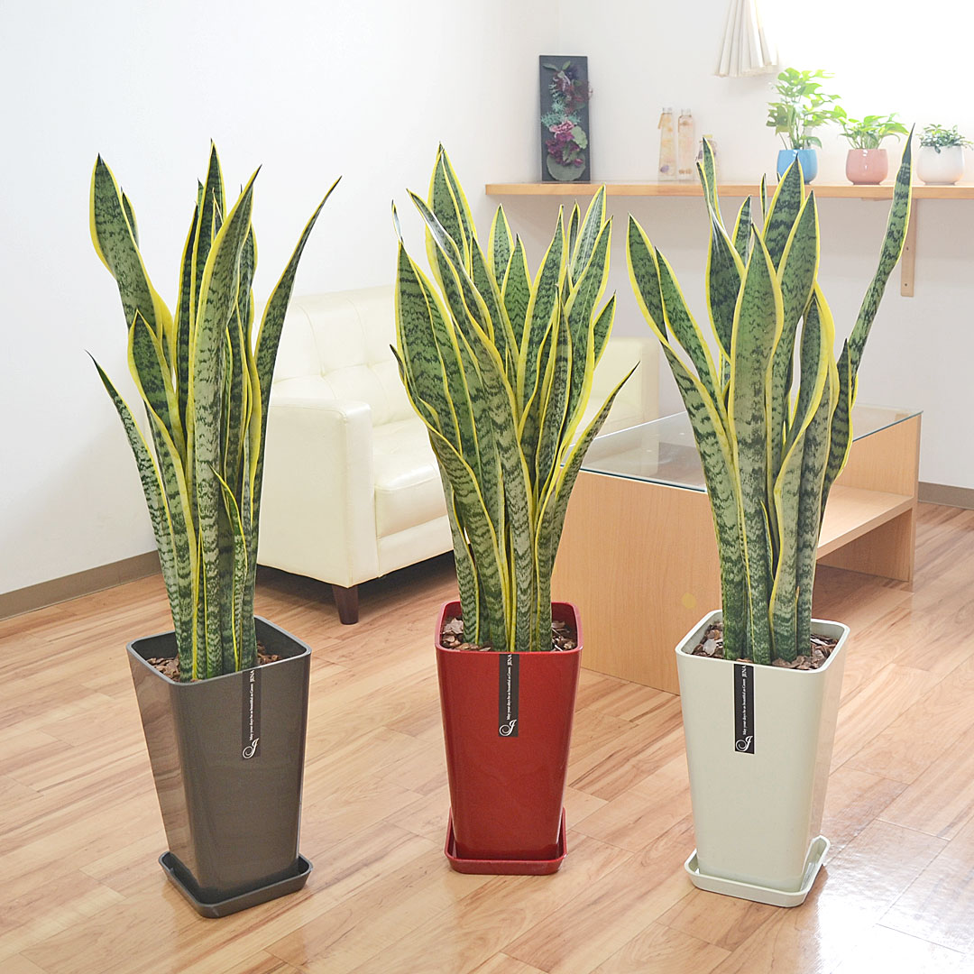 観葉植物 サンスベリア カラースクエアポット 8号 3鉢イメージ