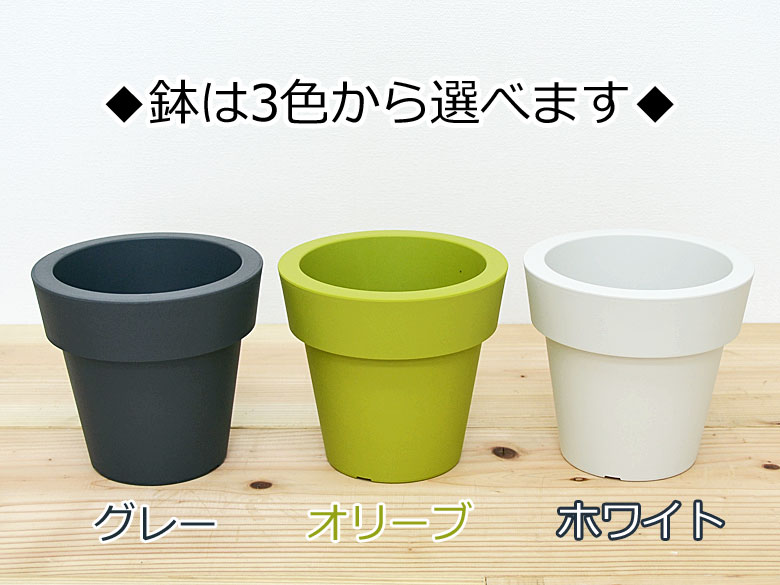 観葉植物 ハイドロ 3鉢セット 5号 鉢