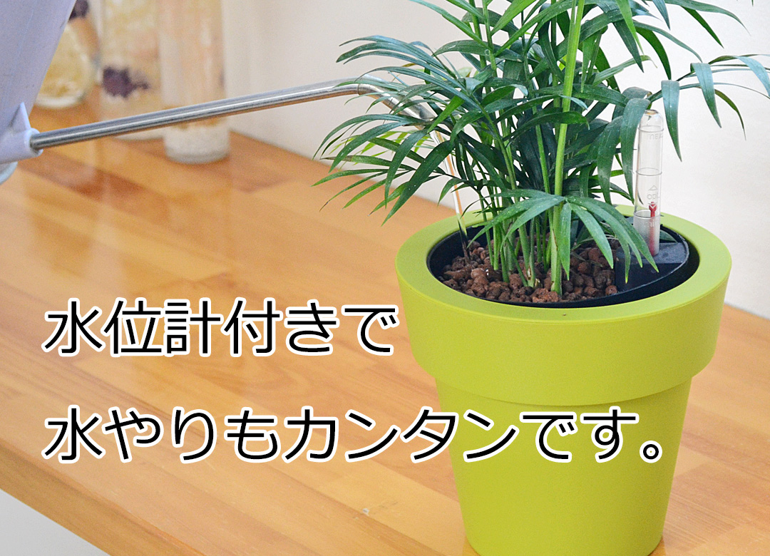 観葉植物 ハイドロ 水やり説明