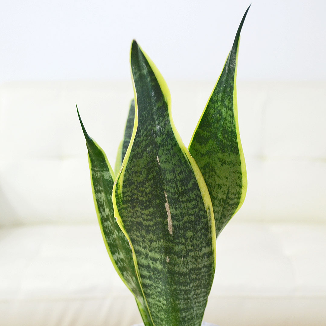 観葉植物 サンスベリア セメント鉢 葉の拡大