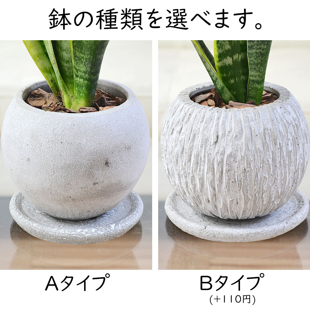 観葉植物 サンスベリア セメント鉢 鉢の拡大