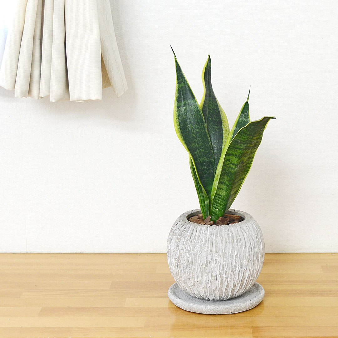 観葉植物 サンスベリア セメント鉢 イメージ2
