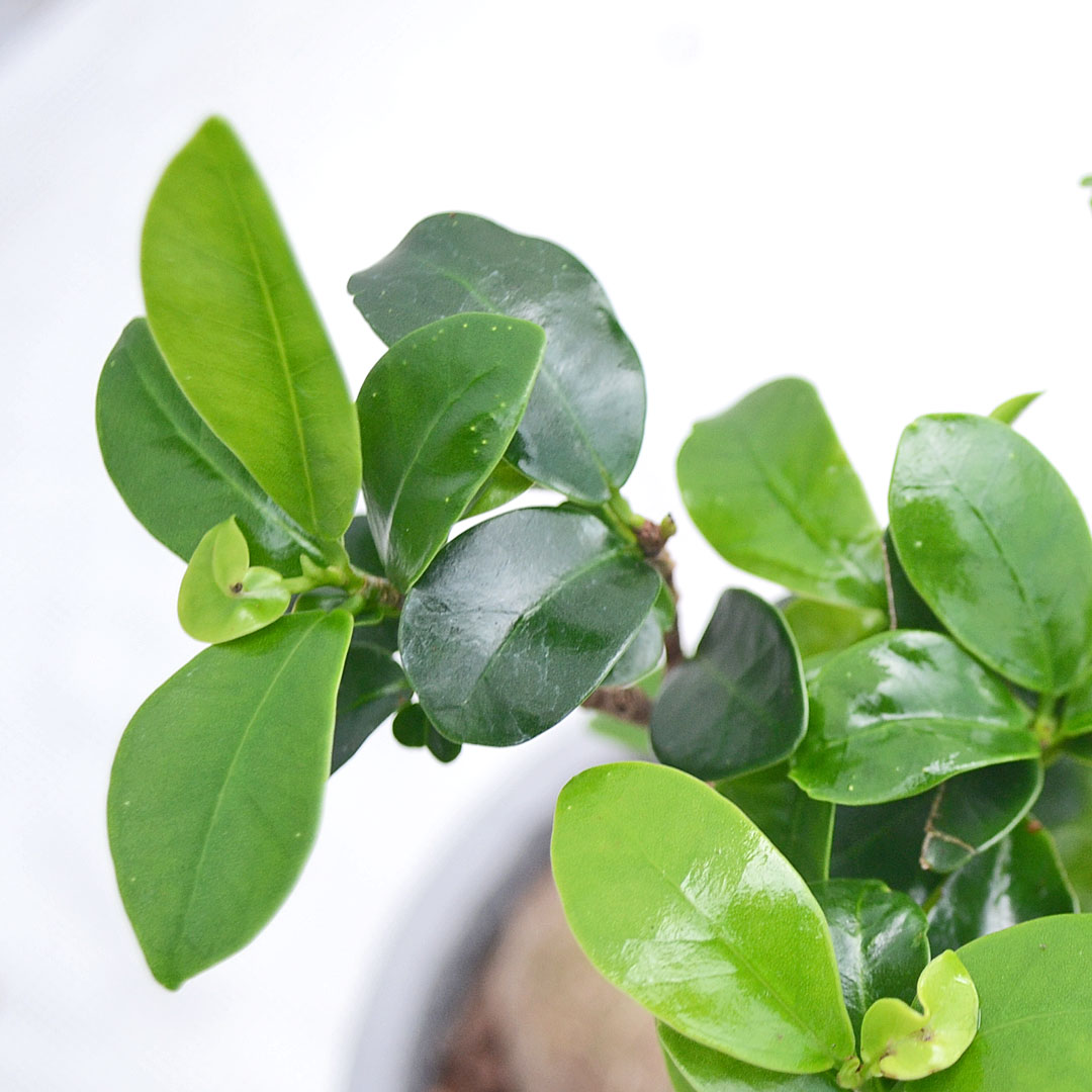 観葉植物 ガジュマル セメント鉢 葉の拡大