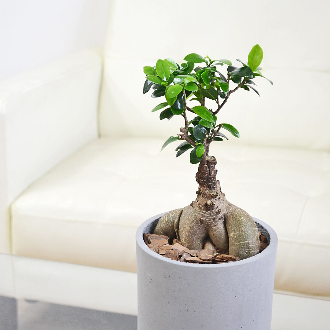 観葉植物 ガジュマル セメント鉢 イメージ