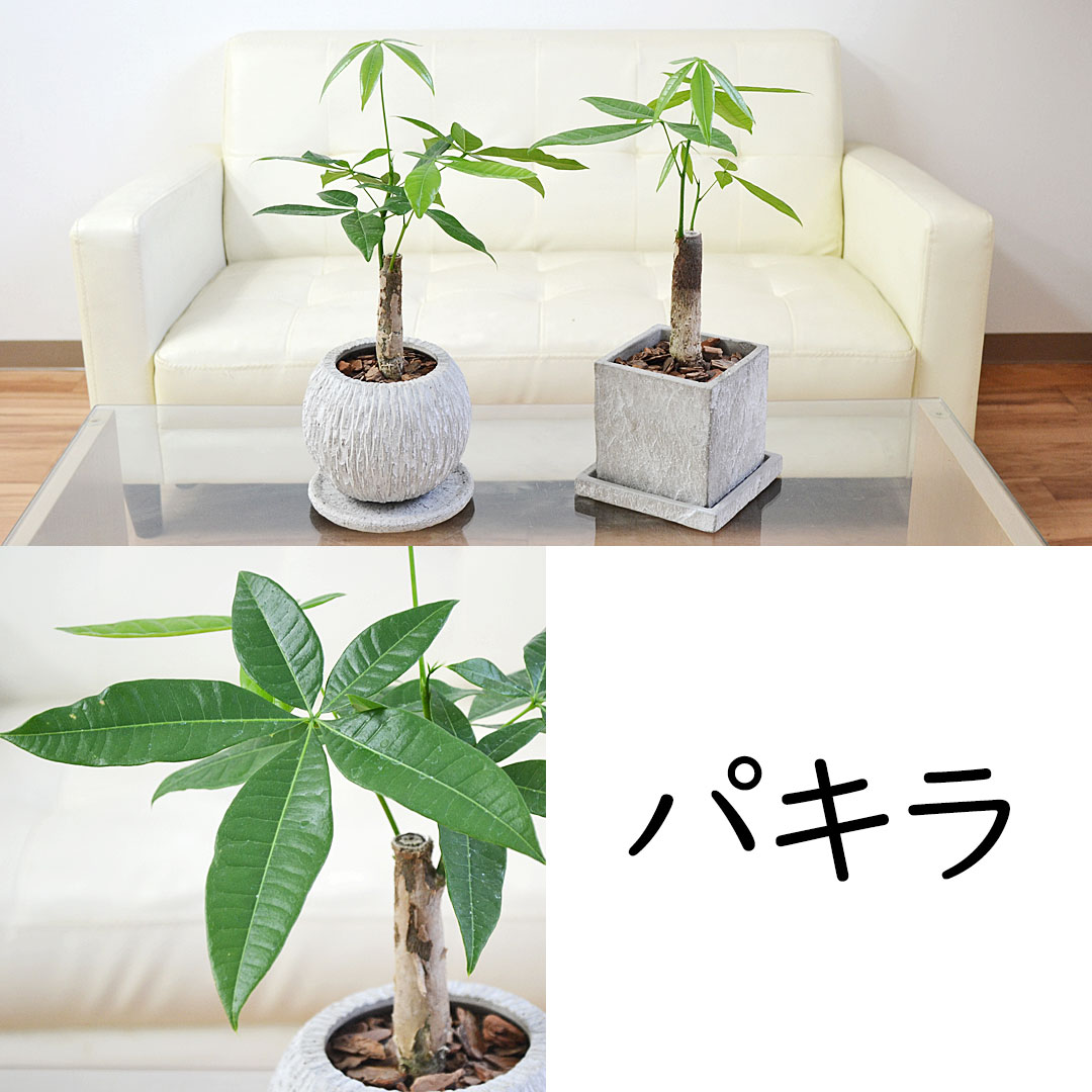 パキラ