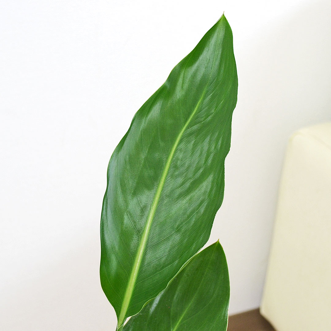 観葉植物 ストレリチア レギネ 6号 陶器鉢 葉の拡大