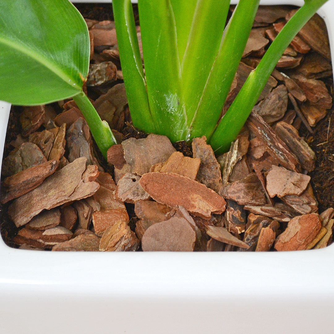 観葉植物 ストレリチア レギネ 6号 陶器鉢 土の表面の拡大