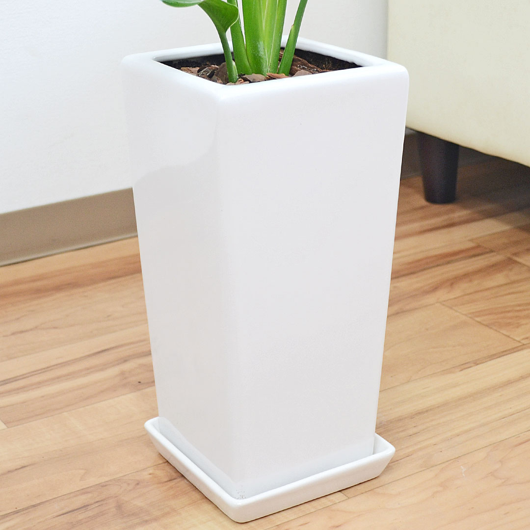観葉植物 ストレリチア レギネ 6号 陶器鉢 陶器鉢の拡大