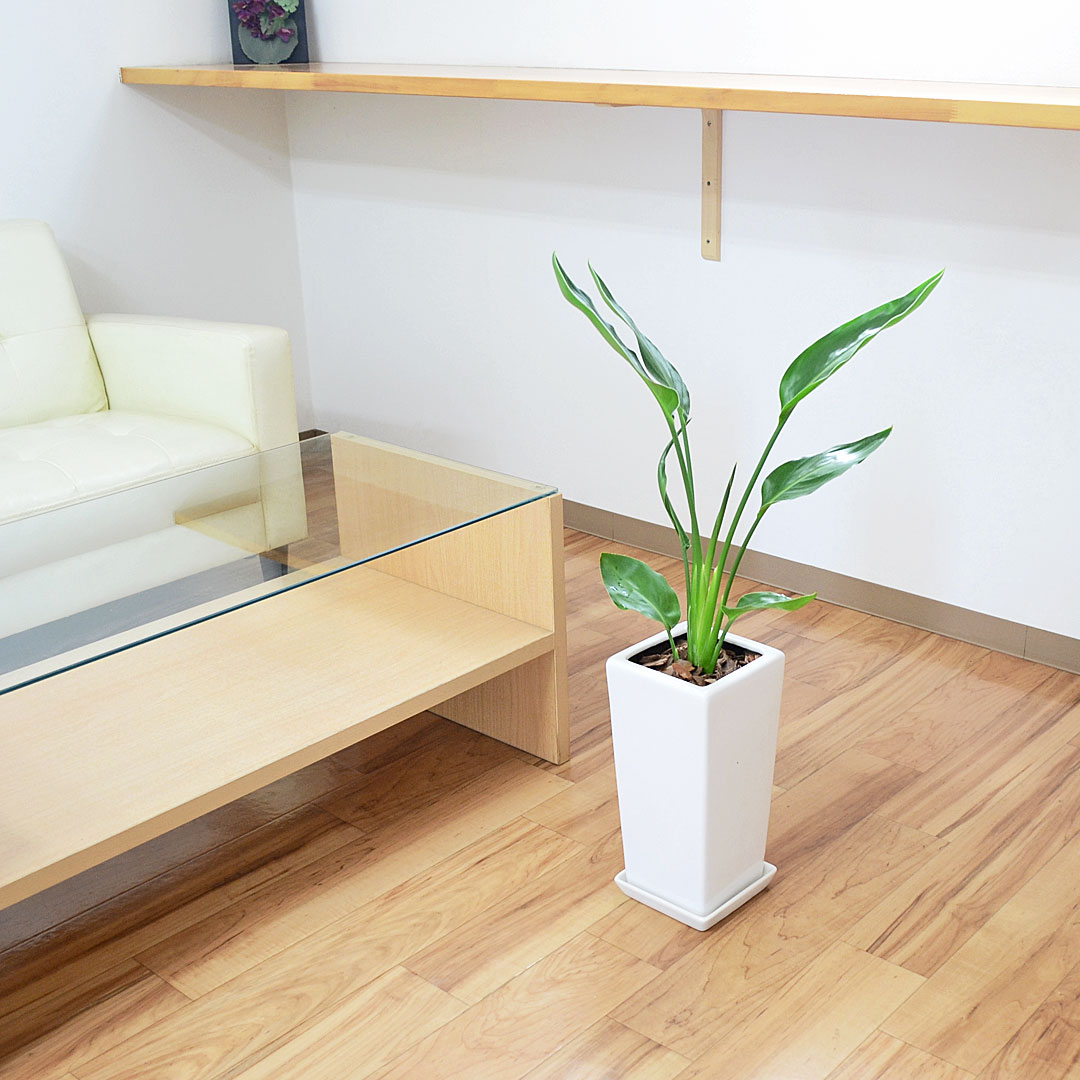 観葉植物 ストレリチア レギネ 6号 陶器鉢 イメージ