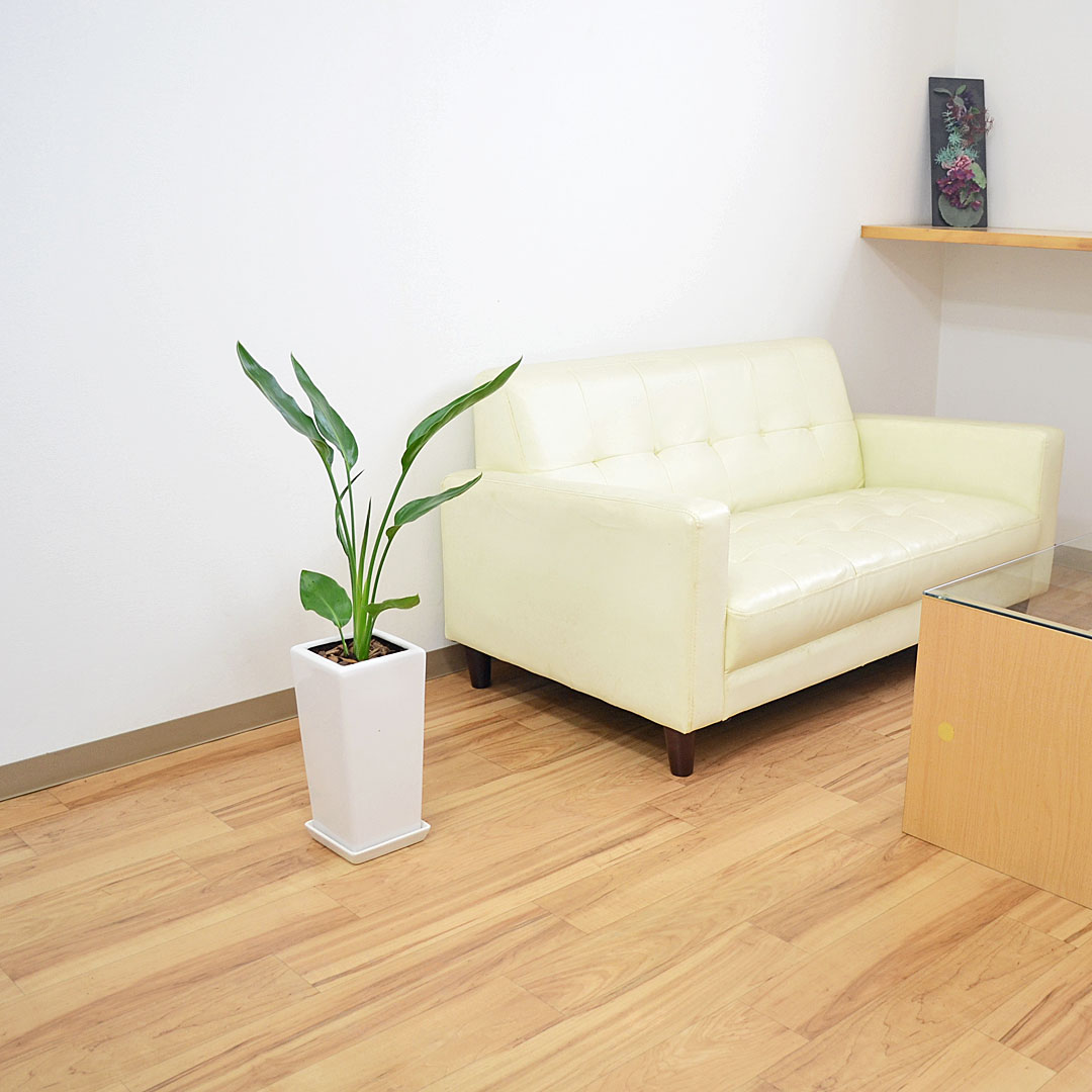 観葉植物 ストレリチア レギネ 6号 陶器鉢 イメージ2