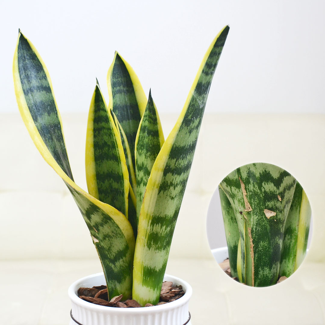観葉植物 サンスベリア たて線陶器鉢 4号 葉の拡大