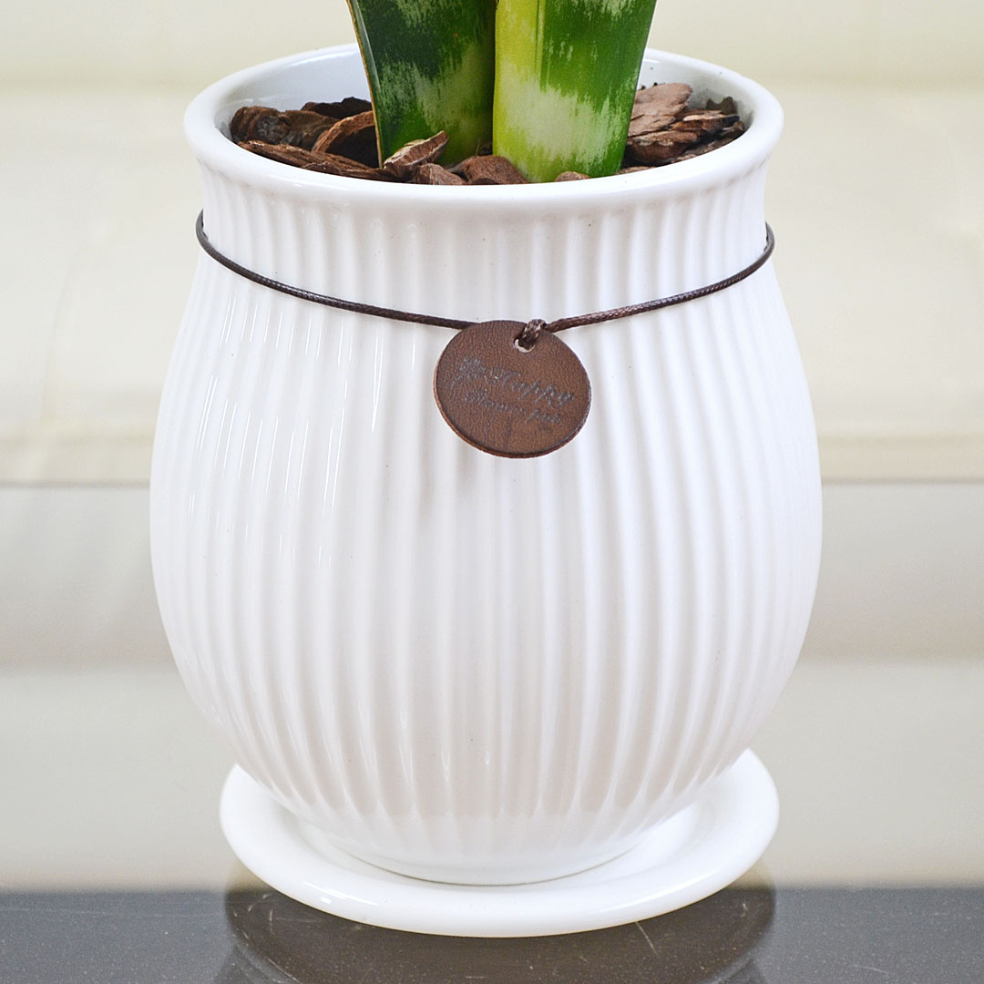 観葉植物 サンスベリア たて線陶器鉢 4号 陶器鉢の拡大