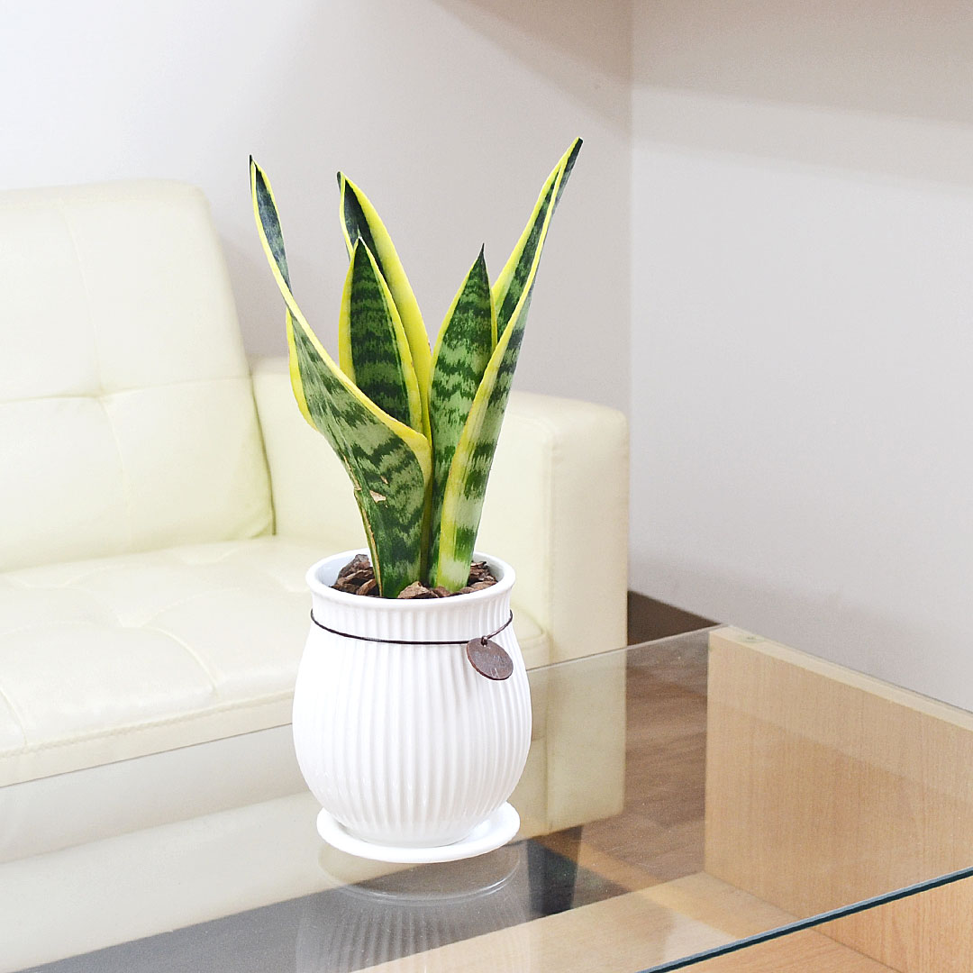 観葉植物 サンスベリア たて線陶器鉢 4号 イメージ