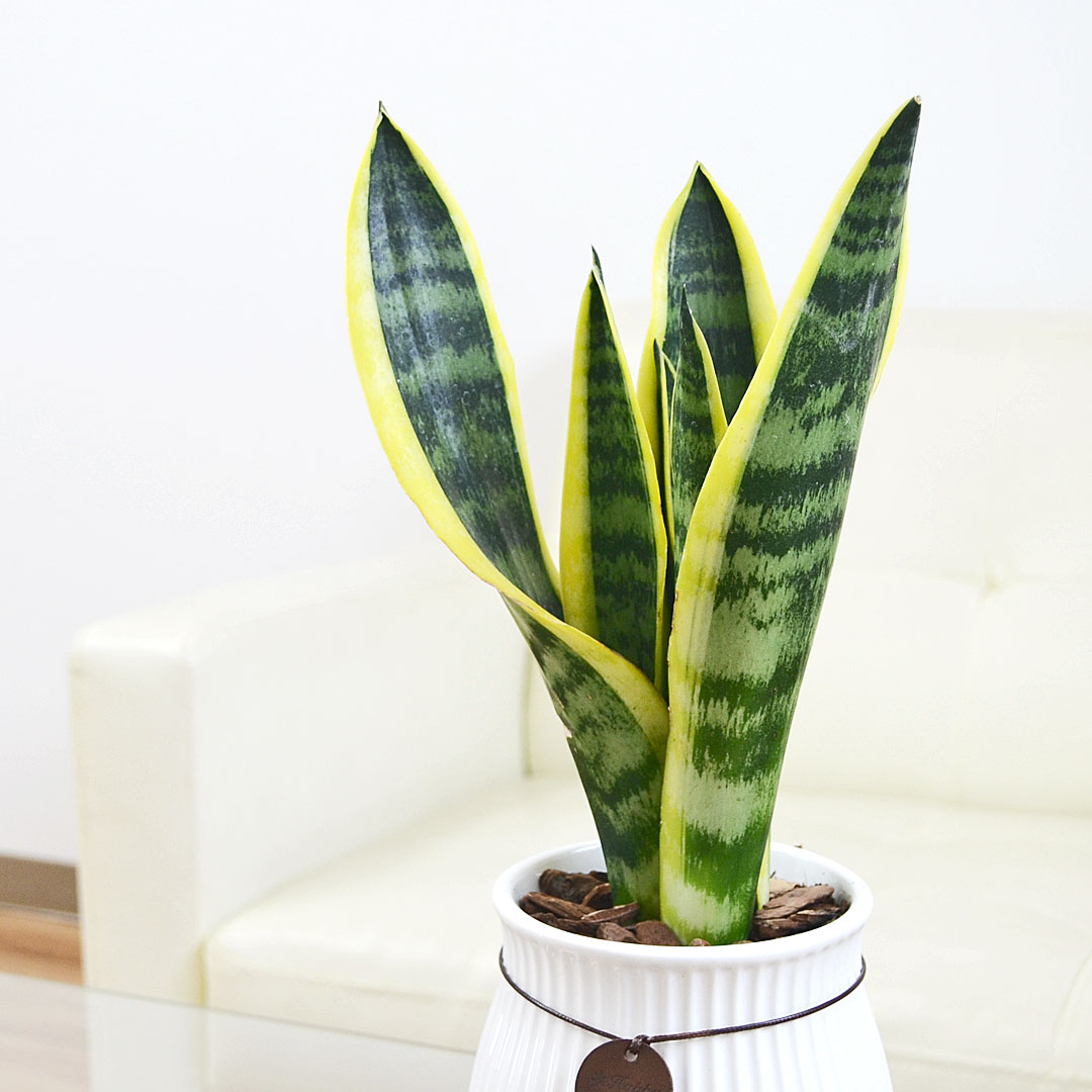 観葉植物 サンスベリア たて線陶器鉢 4号 イメージ2