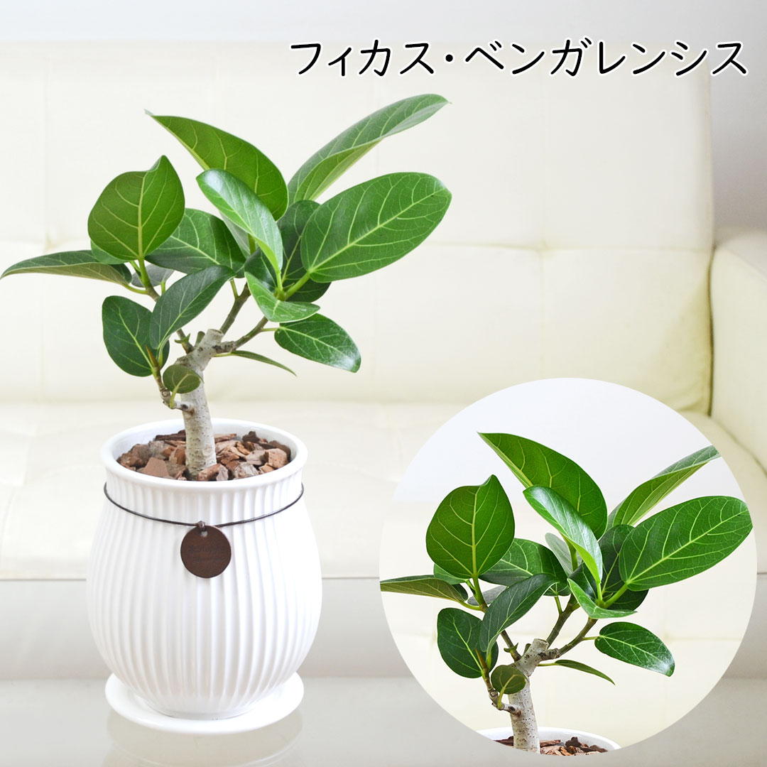 観葉植物 たて線陶器鉢 ベンガルゴム