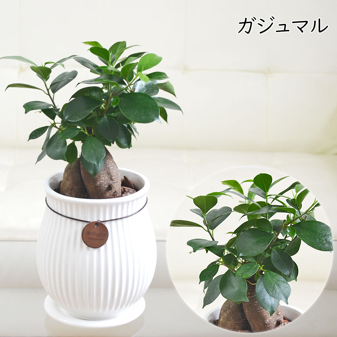観葉植物 たて線陶器鉢 ガジュマル