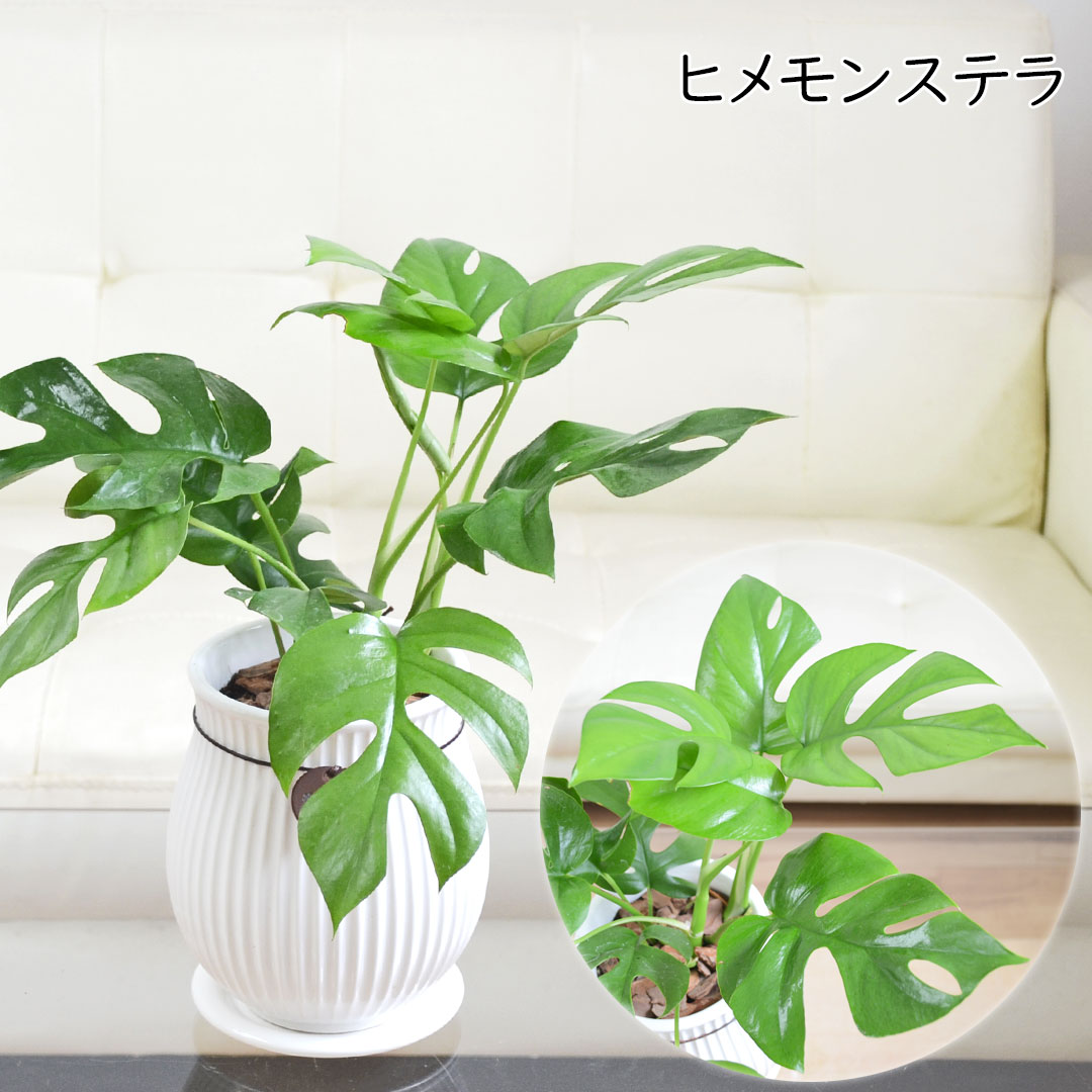 観葉植物 たて線陶器鉢 ヒメモンステラ