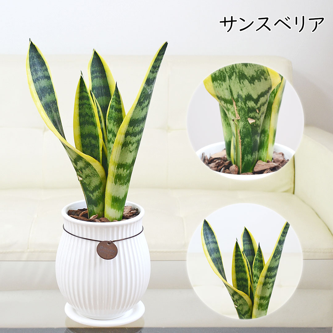 観葉植物 たて線陶器鉢 サンスベリア