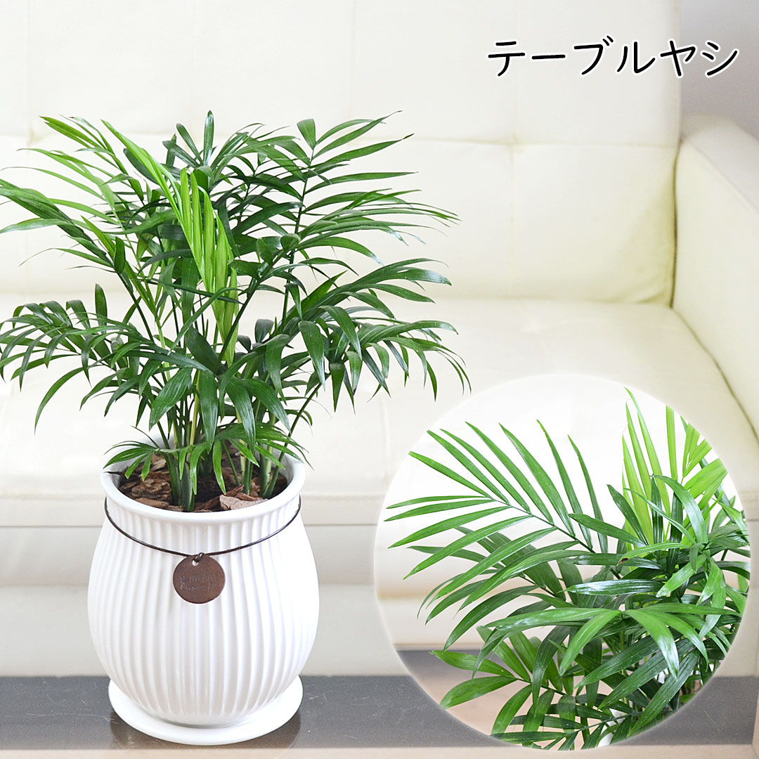 観葉植物 たて線陶器鉢 テーブルヤシ
