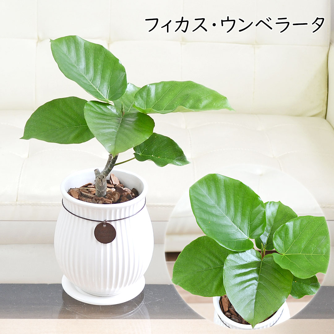 観葉植物 たて線陶器鉢 ウンベラータ