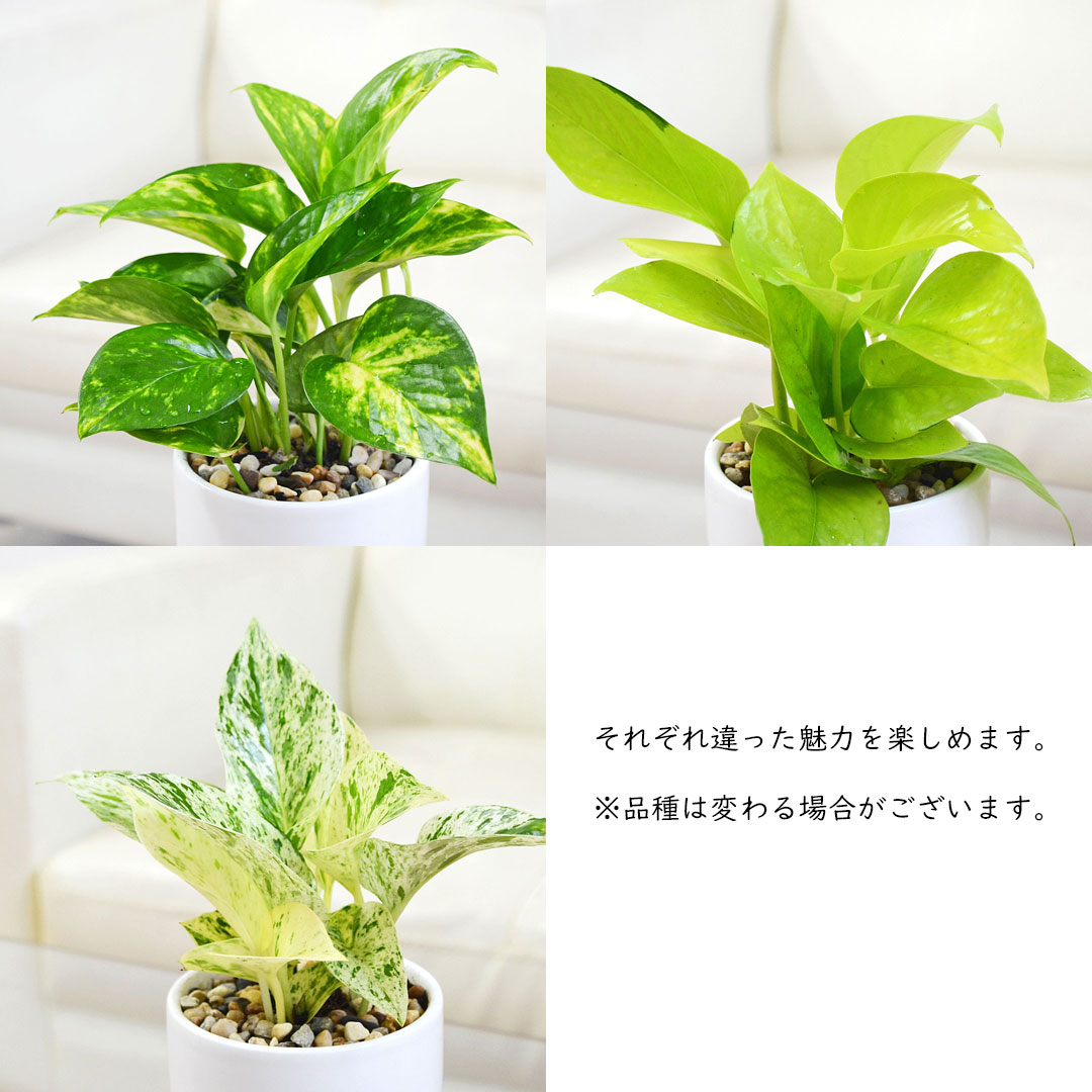 観葉植物 ポトス 3種類 3鉢セット 葉の拡大