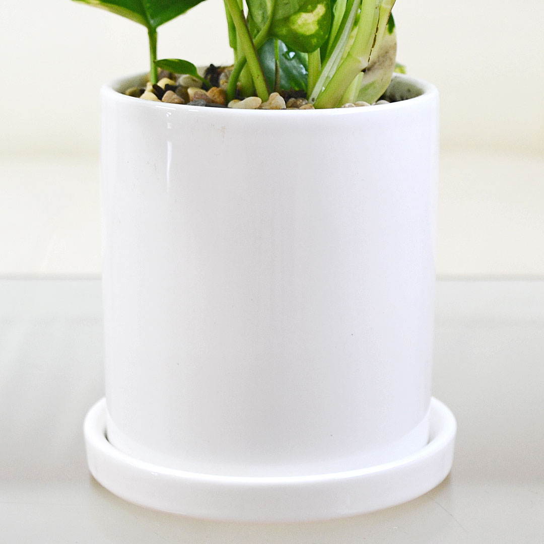 観葉植物 ポトス 3種類 3鉢セット 陶器鉢の拡大