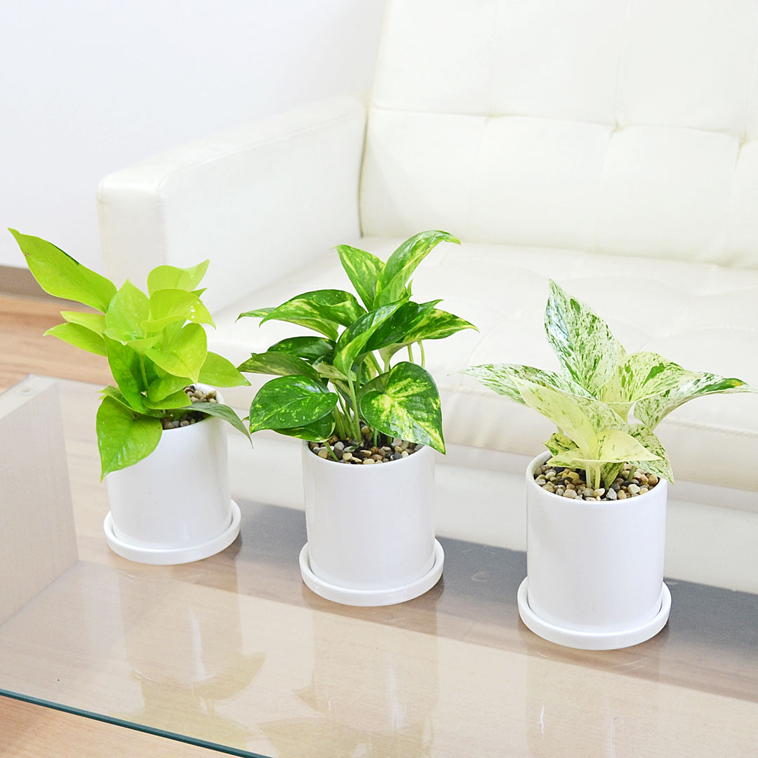 観葉植物 ポトス 3種類 3鉢セット イメージ