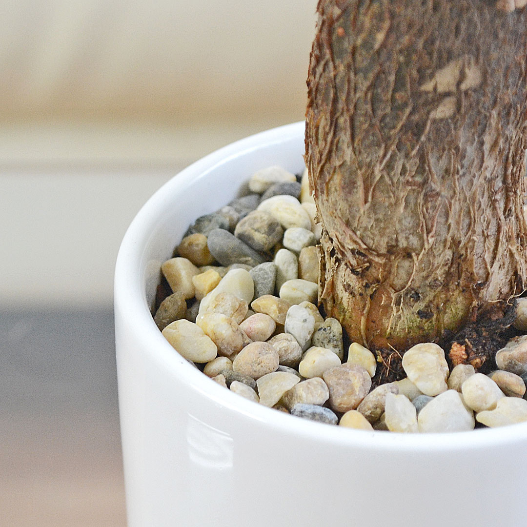 選べる観葉植物 3鉢セット 円柱形陶器鉢 土の表面の拡大