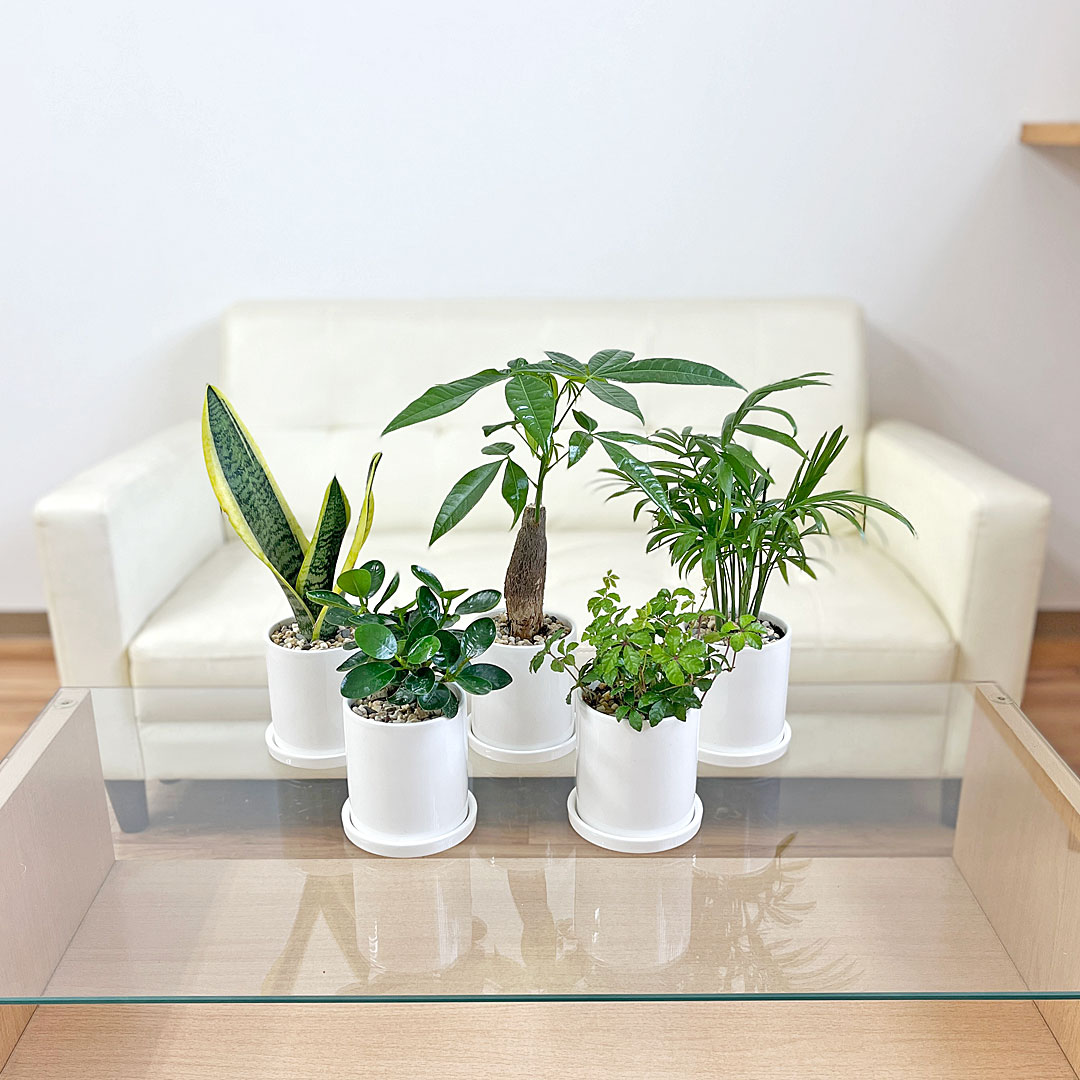 選べる観葉植物 3鉢セット 円柱形陶器鉢 イメージ