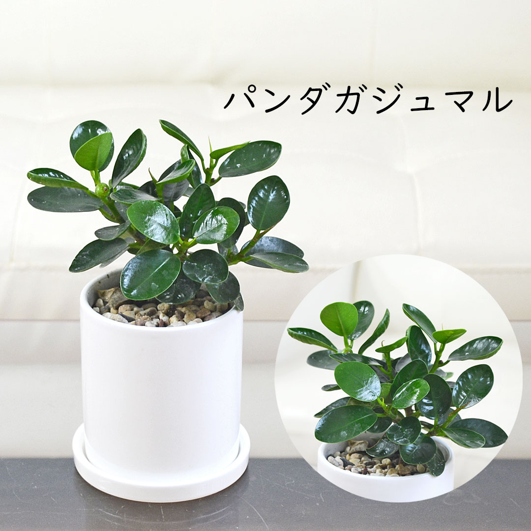 選べる観葉植物 3鉢セット 円柱形陶器鉢 パンダガジュマル