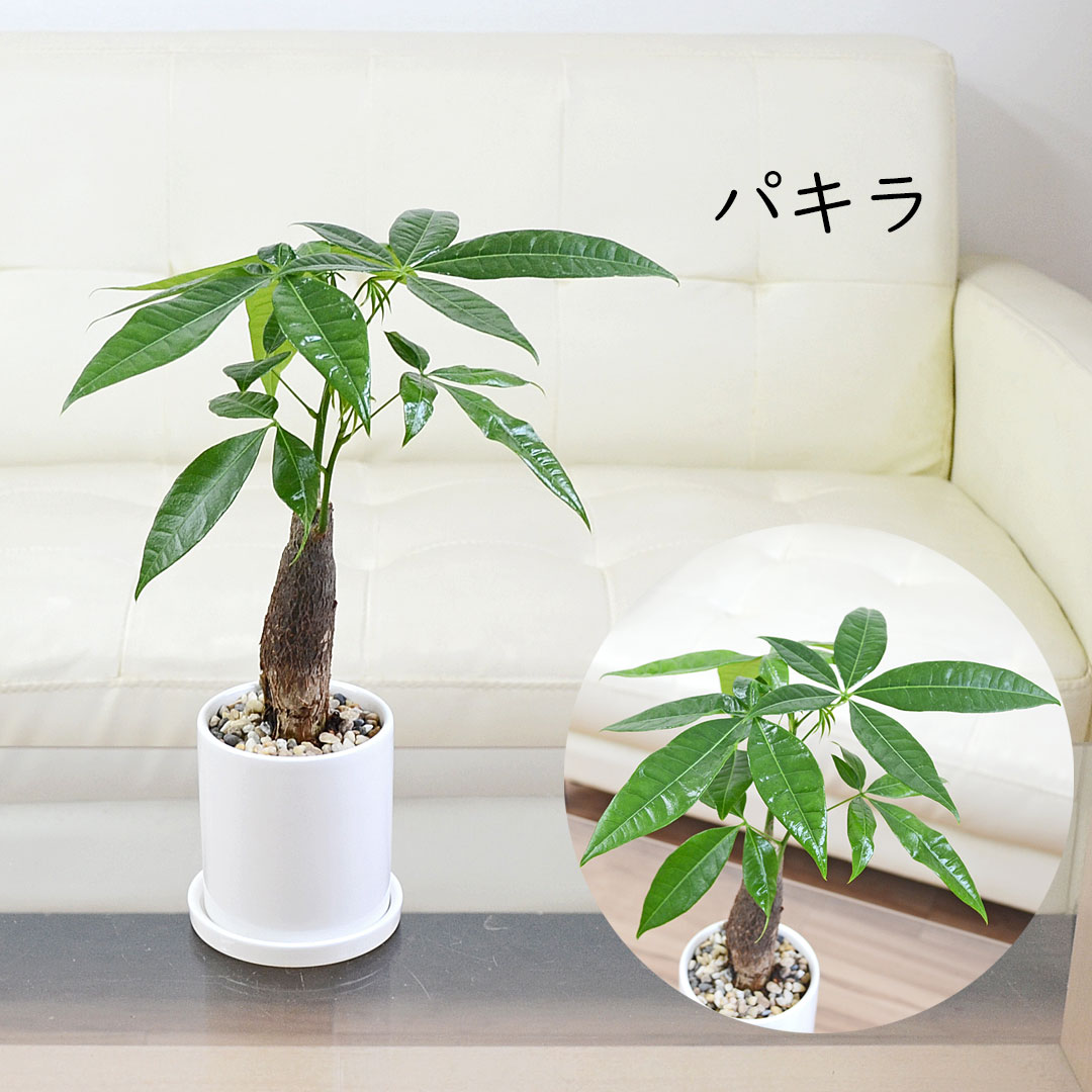 選べる観葉植物 3鉢セット 円柱形陶器鉢 パキラ