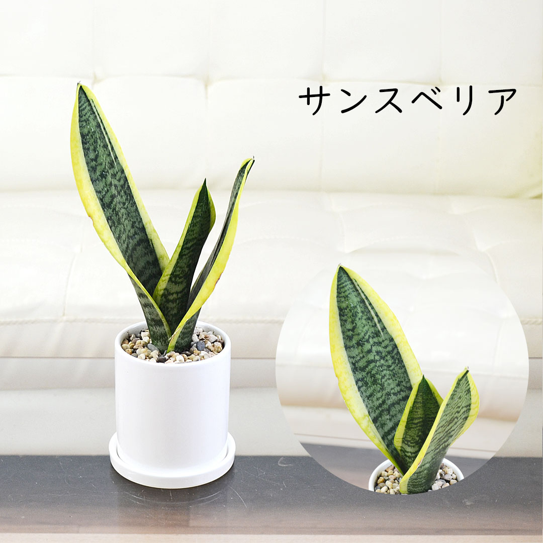 選べる観葉植物 3鉢セット 円柱形陶器鉢 サンスベリア