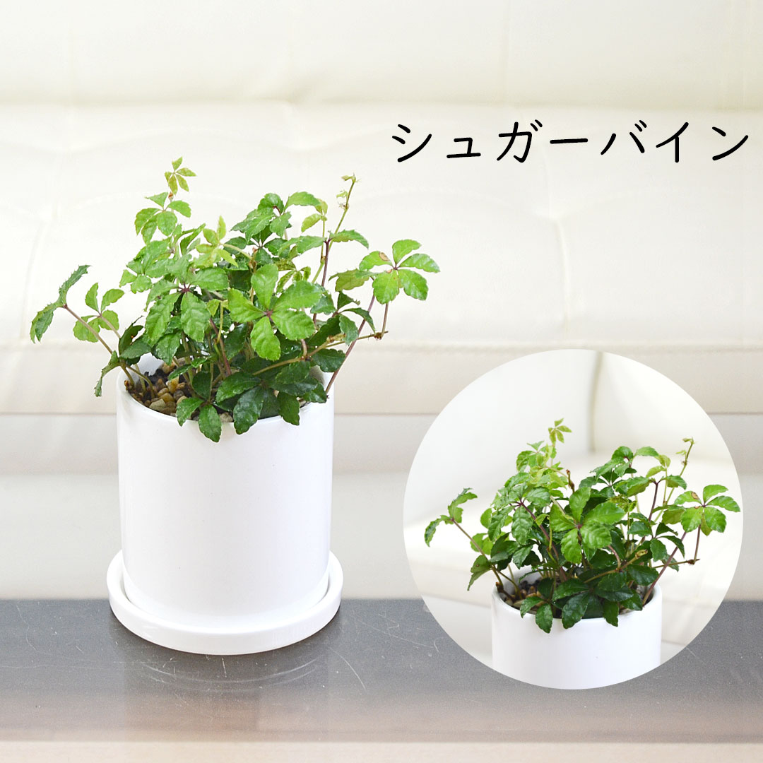 選べる観葉植物 3鉢セット 円柱形陶器鉢 シュガーバイン