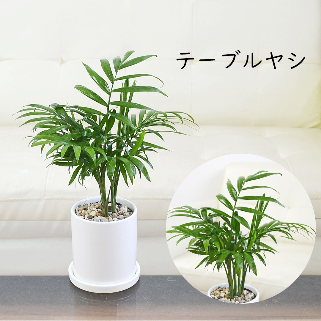 選べる観葉植物 3鉢セット 円柱形陶器鉢 テーブルヤシ
